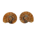 Ammonite Pair Below 1 Inch - Sticky add to cart bar